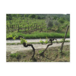 Vineyard in Chianti Region of Italy postcards