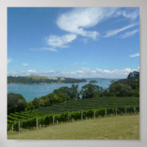 Vineyard in New Zealand Print