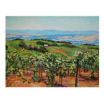 Vineyard Postcard
