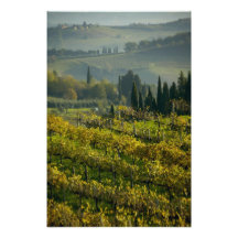 Vineyard, Tuscany, Italy Art Photo