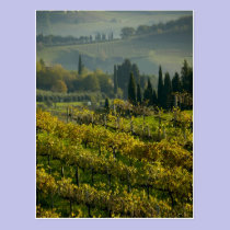 Vineyard, Tuscany, Italy postcards