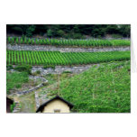 Vineyards in Switzerland cards