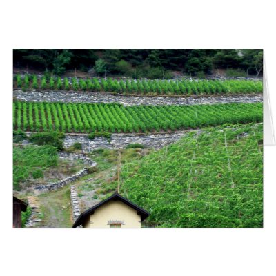 Vineyards in Switzerland Greeting Card by Riviere