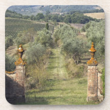 Vineyards, Tuscany, Italy Drink Coaster