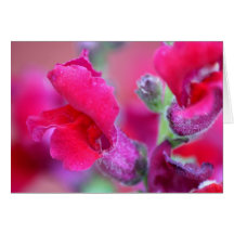 Vinrant Pink Snapdragons Cards