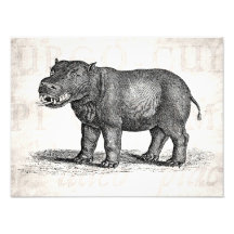 Vintage 1800s Hippopotamus Illustration - Hippos Photo Print