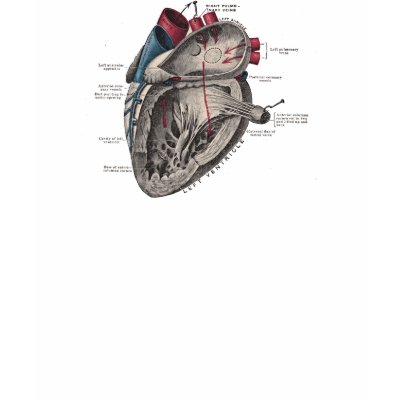 Vintage Anatomical Heart Diagram Tshirts by LadyLovelace