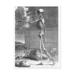 Vintage anatomy drawing, side view, skeleton postcards