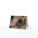 Vintage Anemone Greetings & Note Card