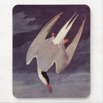 Vintage Arctic Tern, by John Audubon, 1833 Mouse Pads