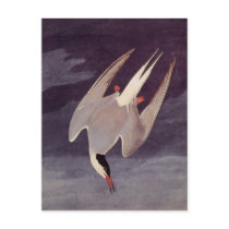 Vintage Arctic Tern, by John Audubon, 1833 Postcard