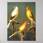 Vintage Art-Bird-Canaries-and-cage-birds-Goldfinch posters