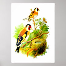 VINTAGE ART BIRD POSTER 1908 adaptation Ara artist