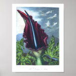Vintage Art Botanical-Flower-Dragon Arum posters