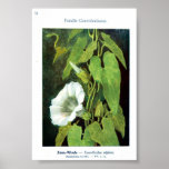 Vintage Art-convolvulaceae posters