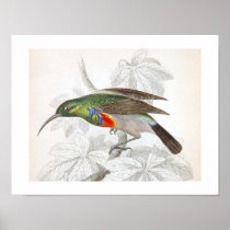 Vintage Art Humming Bird Posters