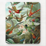 Vintage Artist Ernst Haeckel