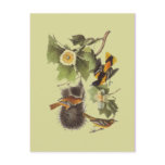 Vintage Audubon Birds Troupial Orioles Postcard