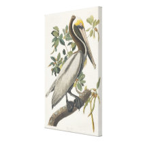 Vintage Audubon Brown Pelican Art