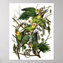 Vintage Audubon Carolina Parakeet Poster Print
