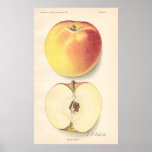 Vintage Banana Apple Poster posters