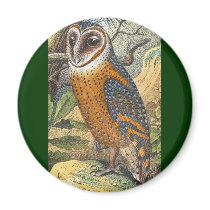 Vintage Barn Owl Painting magnets