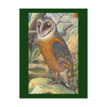 Vintage Barn Owl Painting postcards