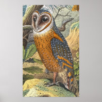 Vintage Barn Owl Painting Print posters