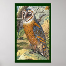 Vintage Barn Owl Painting Print posters