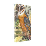 Vintage Barn Owl Painting Wrapped Canvas canvas prints