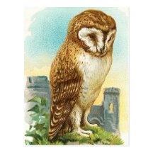 Vintage Barn Owl Postcard