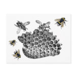 Vintage Bees Post Cards