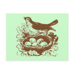 Vintage Bird Eggs & Nest postcards