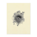 Vintage Bird Nest Illustration postcards