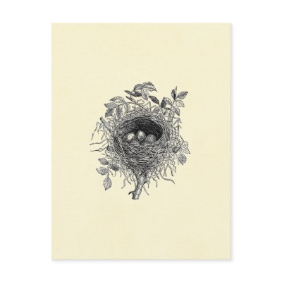 Vintage Bird Nest Illustration Postcard by mosswood
