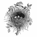 Vintage Bird Nest Illustration t-shirts