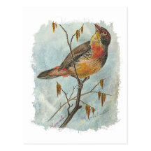 Vintage Bird Post Cards