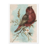 Vintage Bird Print postcards