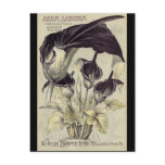 Vintage Black Calla Lilies postcards