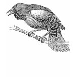 Vintage Blackbird Illustration t-shirts