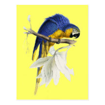 Vintage Blue And Yellow Macaw Parrot Post Cards