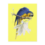 Vintage Blue And Yellow Macaw Parrot Post Cards