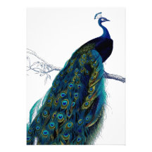 Vintage Blue Elegant Colourful Peacock Invites