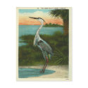 Vintage Blue Heron Florida postcards