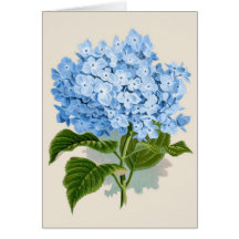 Vintage Blue Hydrangea Greeting Card