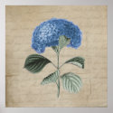 Vintage Blue Hydrangea on Old Paper posters