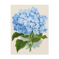 Vintage Blue Hydrangea Post Cards