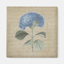 Vintage Blue Hydrangea with Antique Calligraphy Magnets