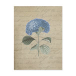Vintage Blue Hydrangea with Antique Calligraphy Postcard