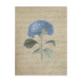 Vintage Blue Hydrangea with Antique Calligraphy Postcard